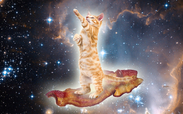 test bacon cat