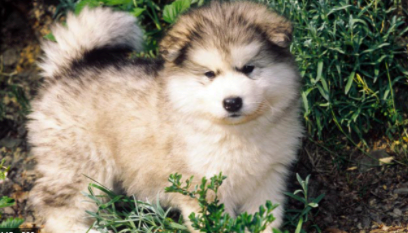 Malamute Friend