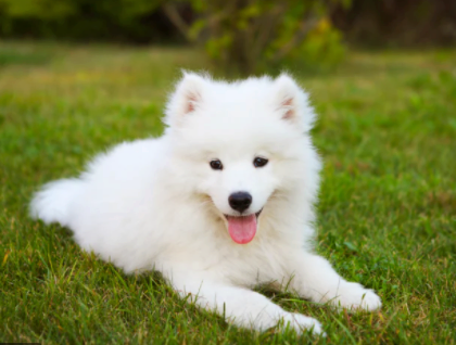 Samoyed Friend