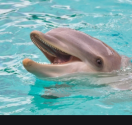 A Happy Dolphin Alias