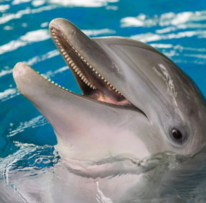 A Happy Dolphin5